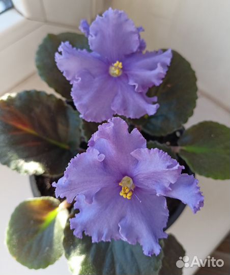 Фиалка ассортимент