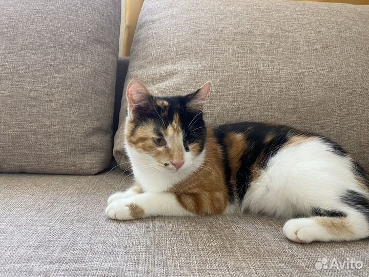 Домашние кошки