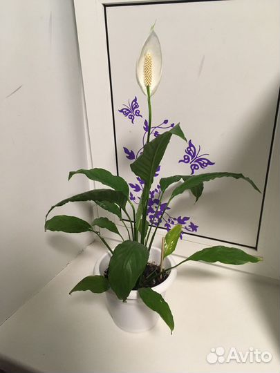 Комнатные и уличные цветы