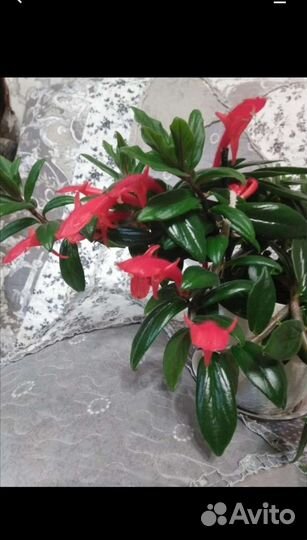 Комнатные цветы, горшки для цветов