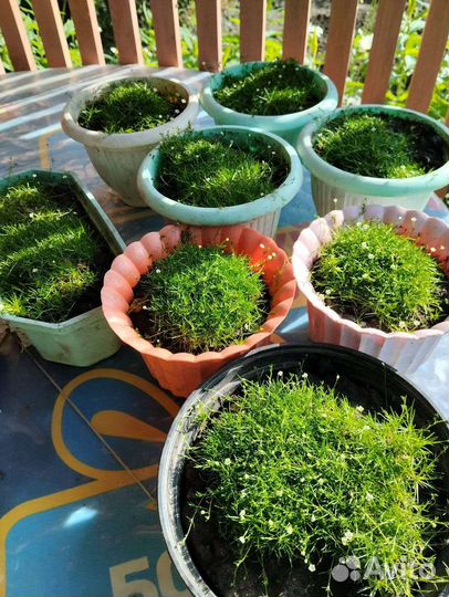 Мшанка шиловидная