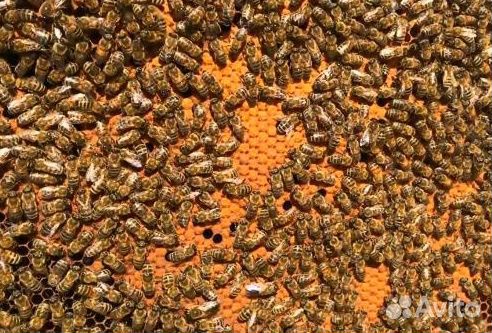 Пчелопакеты бакфаст