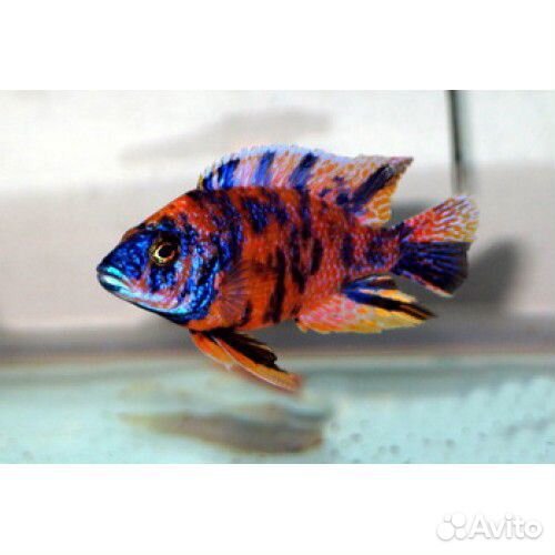 Аулонокара мультиколор (многоцветная). Аквариум