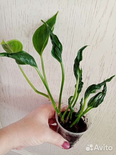 Сциндапсусы, Эпипремнумы сортовые