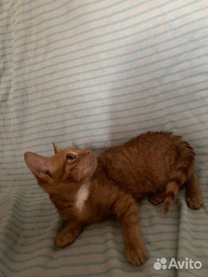 Котята мини в добрые руки