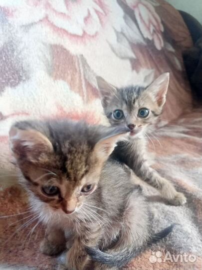 Упитанные и Очень воспитанные котята