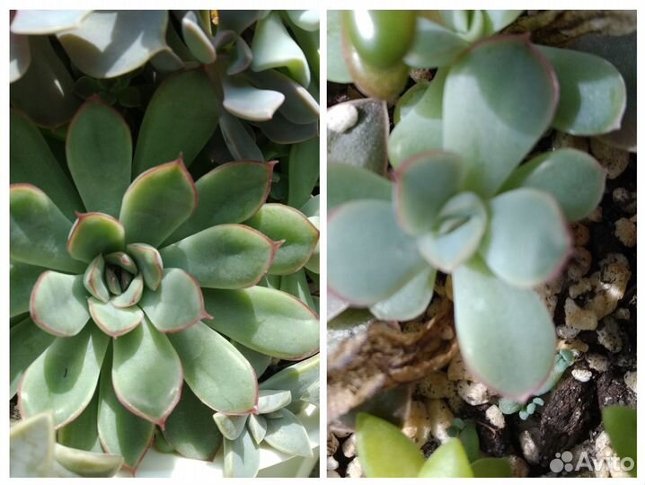 Суккуленты