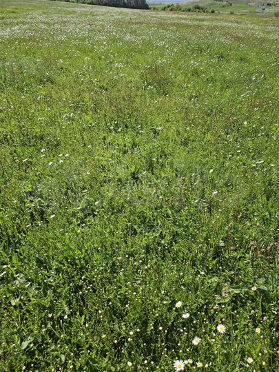 Участок 50 сот. (СНТ, ДНП)