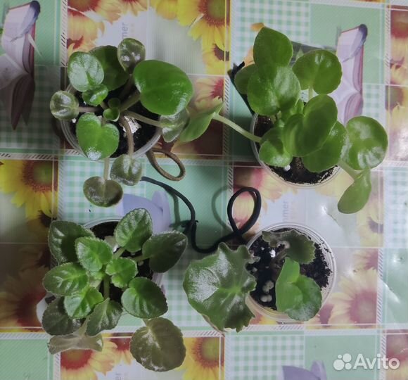 Фиалки (набор деток)