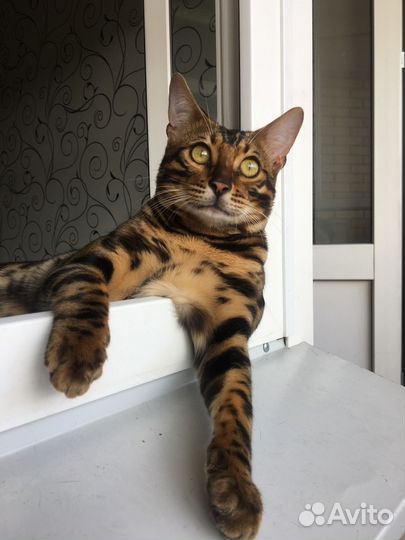 Бенгальский кот на вязку
