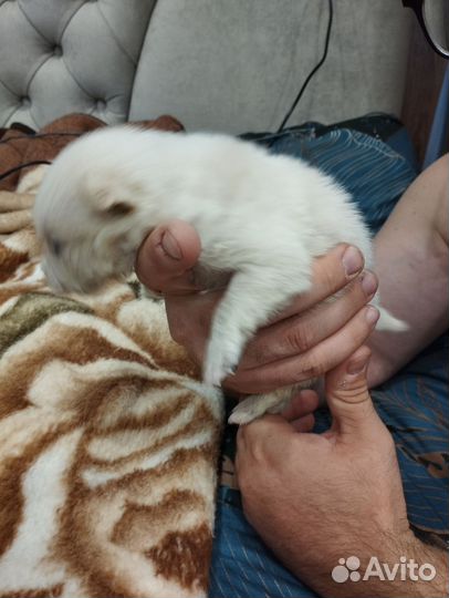 Щенки в добрые руки