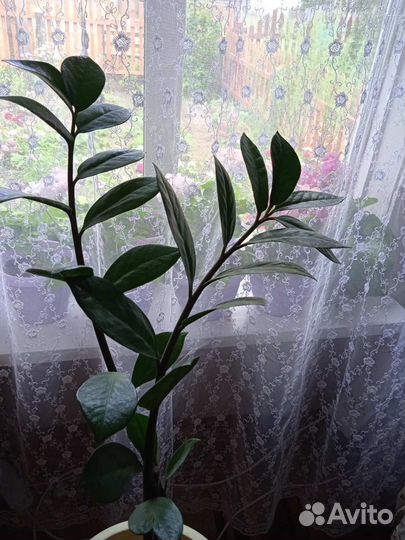 Комнатные цветы