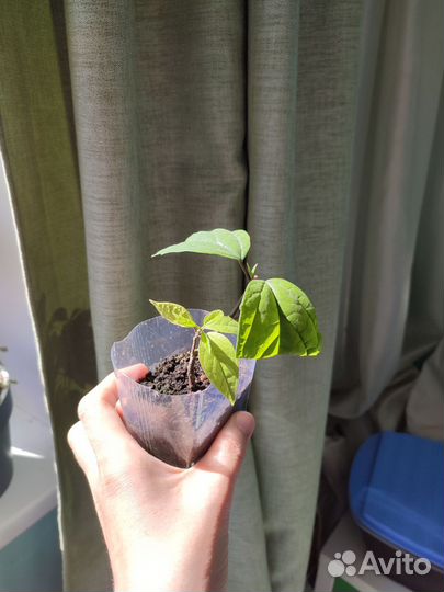 Клеродендрум томсона