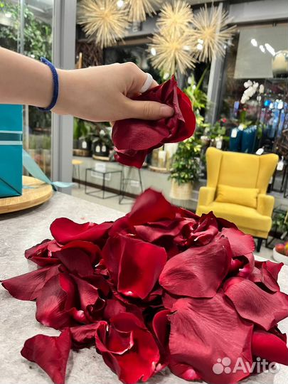 Свежие лепестки роз