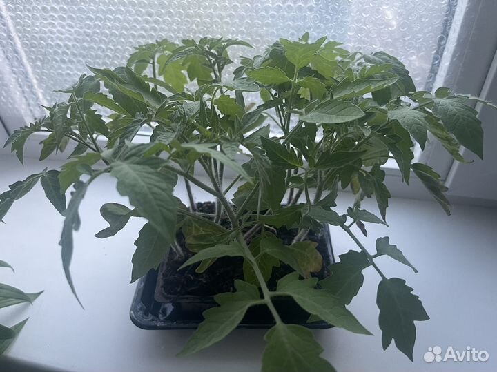 Рассада помидор