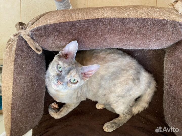 Девон-рекс кошечки в добрые руки