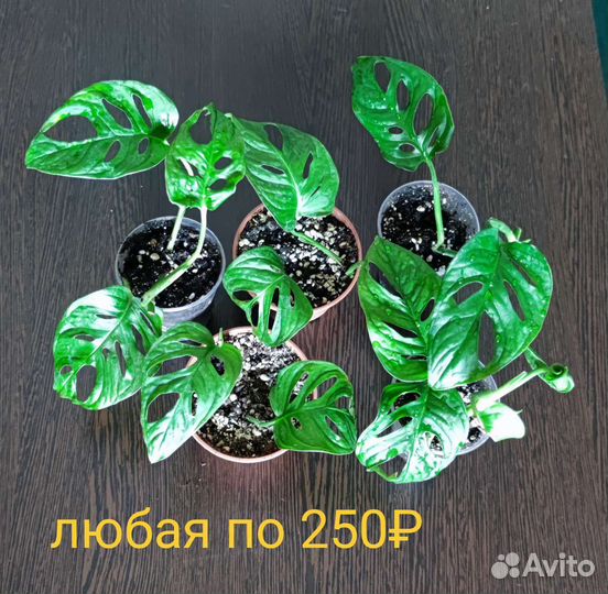 Монстера Манки Маск