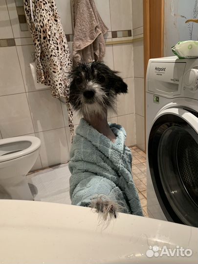 Вязка Китайская хохлатая