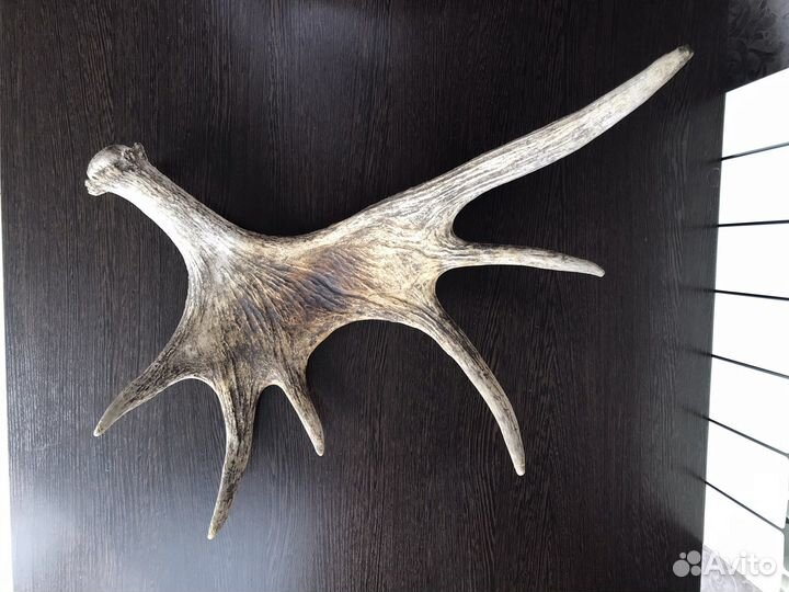 Лосиные рога