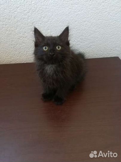 Кошка стерилизованная