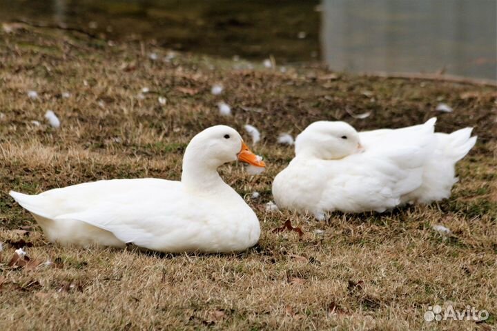 Бройлер подрощенный, цесарка, голошейка