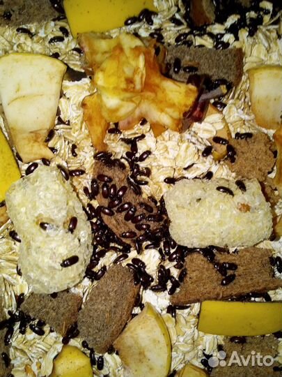 Жук- знахарь(чернотелка)