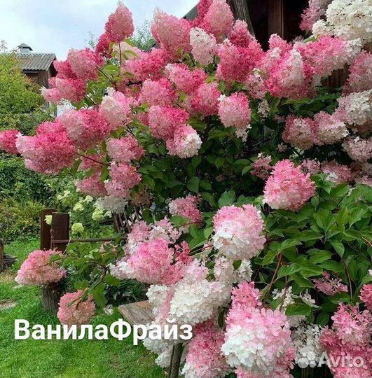 Гортензии метельчатые древовидные