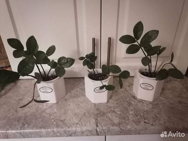 Комнатные растения: фикус, замиокулькас