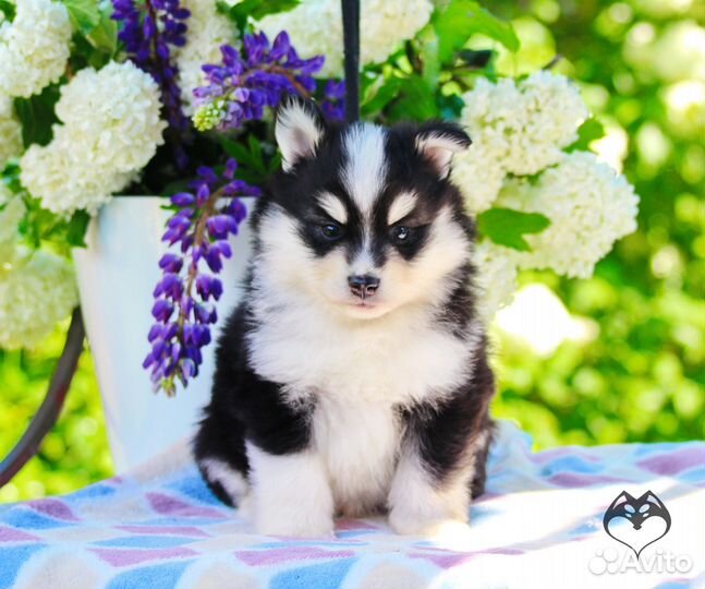 Помски той, мини