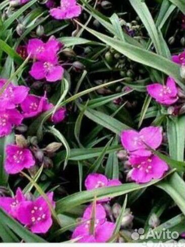 Традесканция садовая