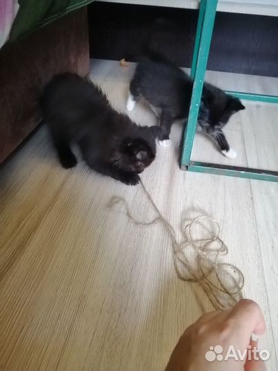 Котята ищут дом