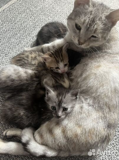 Котята в добрые руки бесплатно