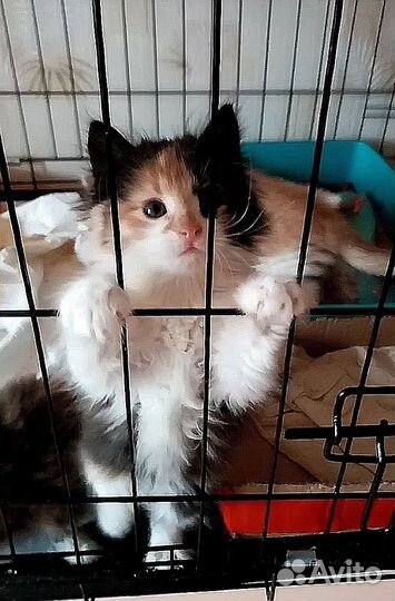 Малышки ищут дом