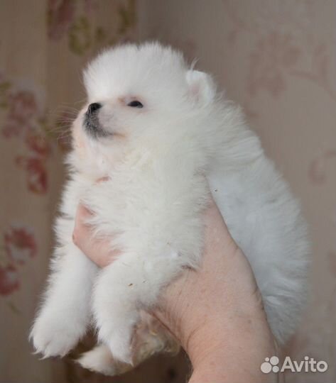 Померанский шпиц