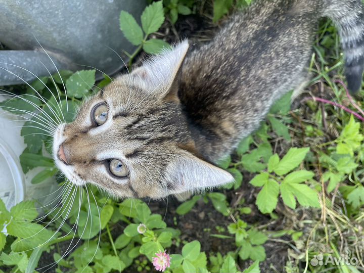 Кошки кулебаки. Котик плачет. Подглядыш.