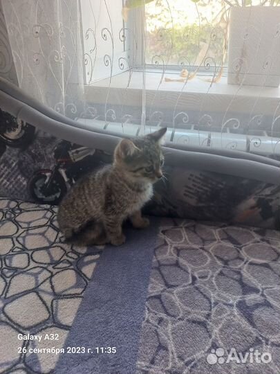 Отдам котят в добрые руки