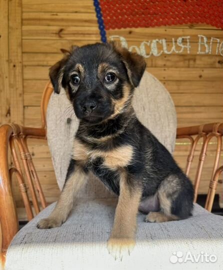 Щенок Бесплатно