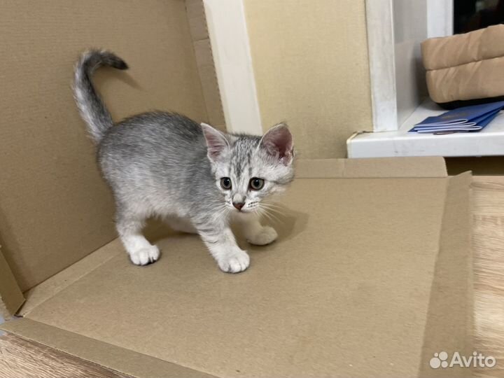 Котята 3 месяца