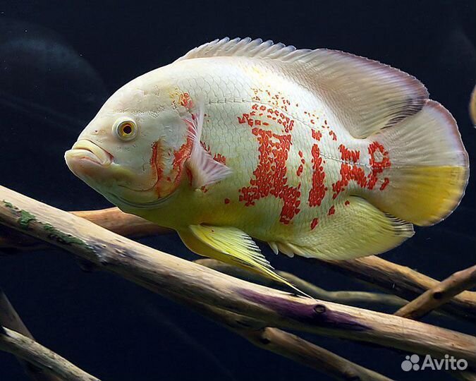 Американские цихлиды в ассортименте