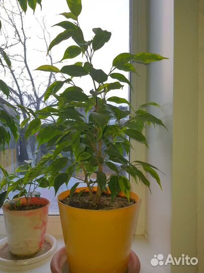 Фикус бенджамина