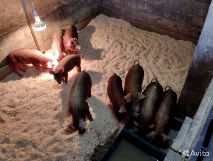 Чистокровный дюрок