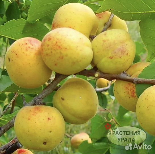 Саженцы абрикоса