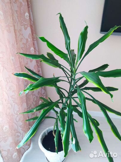 Комнатные цветы юкка