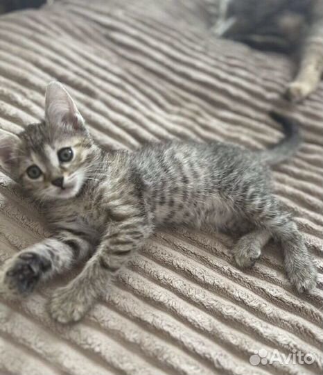 Кошка в добрые руки