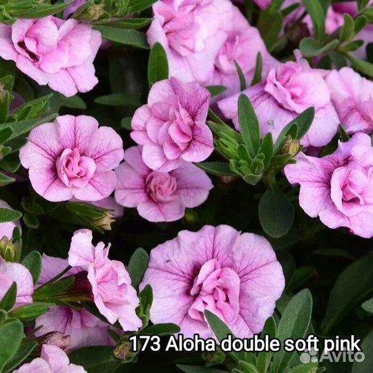 Калибрахоа махровые