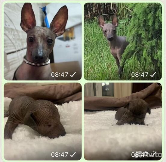 Щенки ксолоитцкуинтли