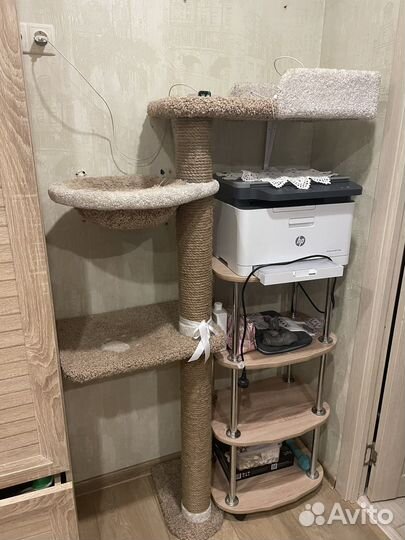 Кошачий комплекс