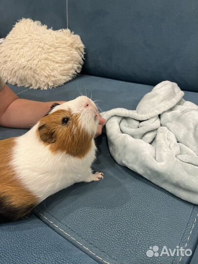 Морская свинка гладкошерстная