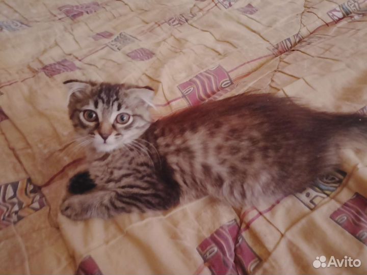 Вислоухая кошечка