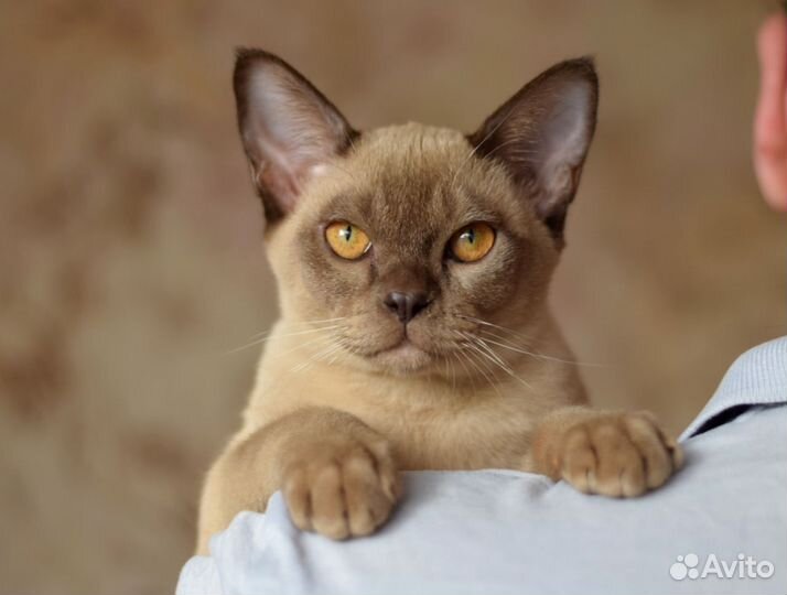 Котята породы 